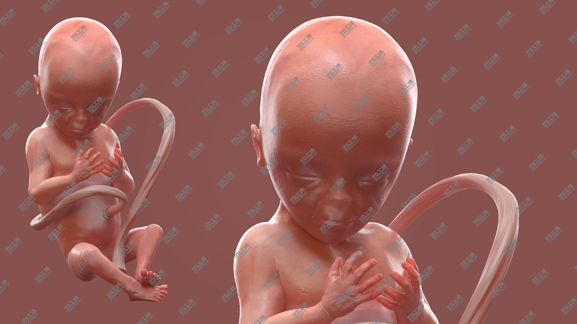 images/goods_img/20210313/Human Fetus at 20 Weeks Rigged 3D model/2.jpg